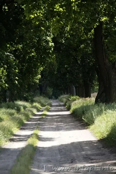 Na szlaku- aleja klonowa