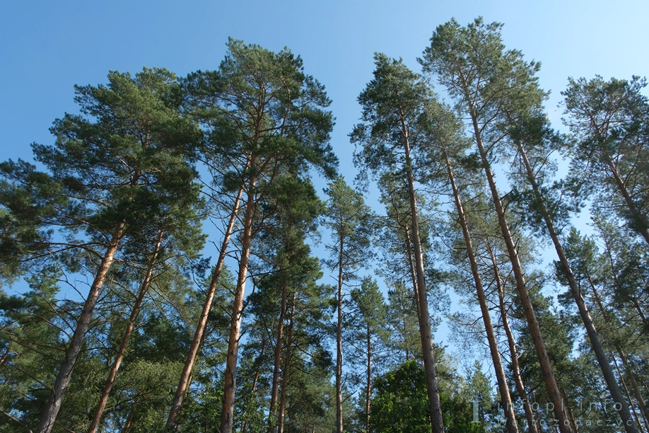 Leśny odcinek Samborowo – Gierłoż